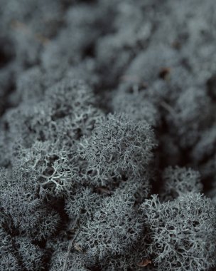 Ayrıntılı Ren geyiği Lichen yakın çekimi. Koyu gri İzlanda yosunu makrofotografı