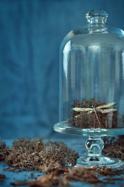 Ren Geyiği Moss ve Ejderhasineği Broşu Cam Kubbe 'nin Altında Görünüyor. Temiz bir cam saatin altında yosun ve dekoratif elementler sergileniyor..