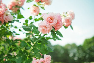 Bahçede çiçek açan açık pembe güller.