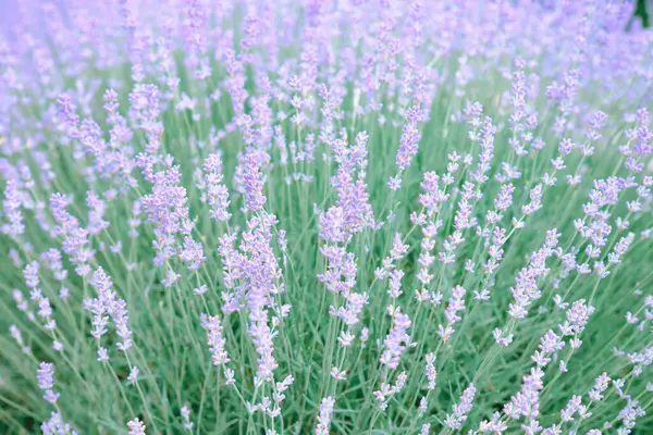 Berkembang Lavender Fokus Yang Lembut Latar Belakang Kabur Stok Gambar
