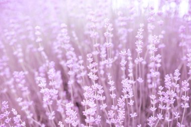 Çiçekli lavanta. Yumuşak odaklanma. Bulanık arkaplan.
