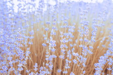 Çiçekli lavanta. Yumuşak odaklanma. Bulanık arkaplan.