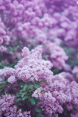 Çalılıklarda açan mor leylak çiçeklerinin yakın çekimi. Açık doğa fotoğrafçılığı