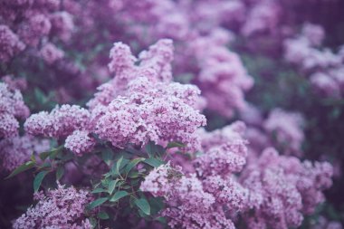 Çalılıklarda çiçek açan mor leylak demetleri. Açık doğa fotoğrafçılığı