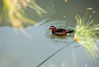 Sudaki bir kuşun yakın plan çekimi.