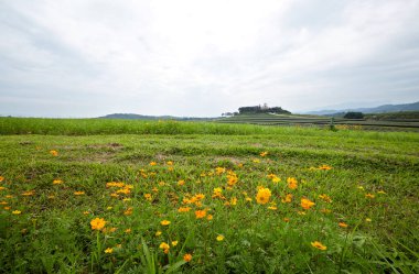 Çiçek tarlası ve bulutlu gökyüzü olan güzel bir manzara.