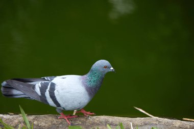 Bahçedeki güvercin