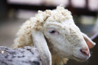 Ahırda beyaz bir koyuna yaklaş.