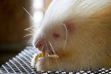 Beyaz bir kirpiye yaklaş.