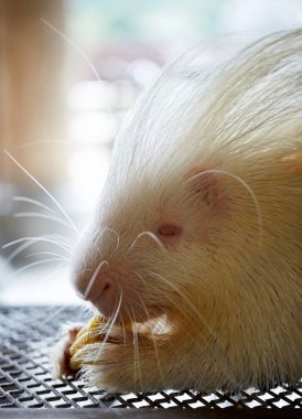 Tatlı bir kirpinin portresi, hayvan konsepti..