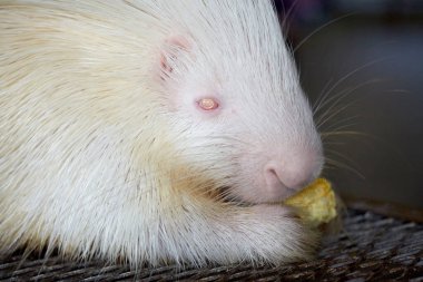 Kafesteki beyaz domuz.