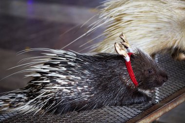 Beyaz kürklü bir kirpinin yakın çekimi.