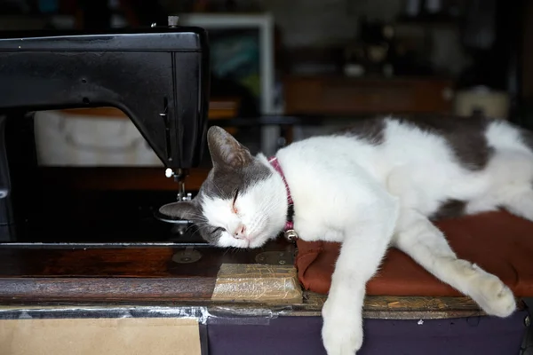 sewing machine with a white and black cat on a table