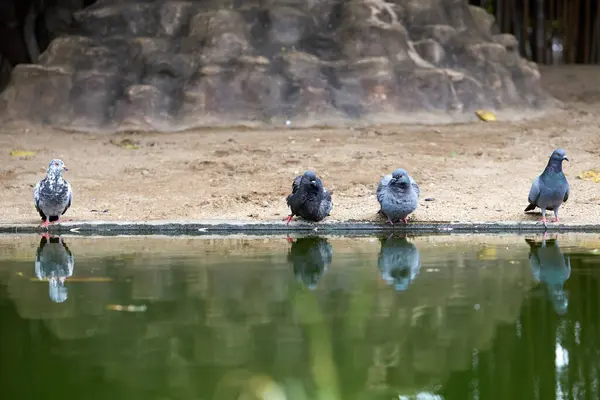 Parktaki Bir Grup Güvercin — Stok fotoğraf