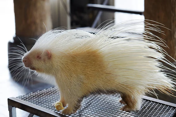 Büyük kürkü ve beyaz kürkü olan beyaz kirpi..