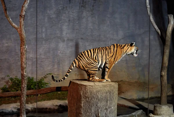 tiger at animal zoo
