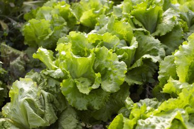 Bahçede taze yeşil marul yaprakları