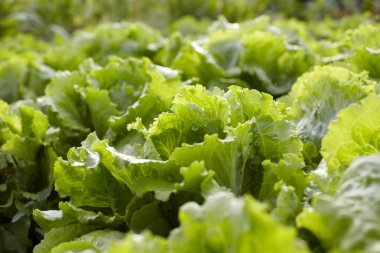 Çiftlikte taze yeşil marul