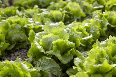 fresh lettuce in the garden clipart