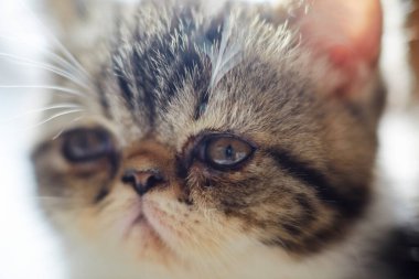 Evcil kedinin manzarasını kapat