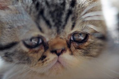 sevimli küçük kedi yavrusu yakın çekim