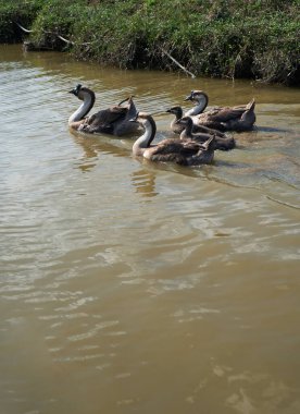 Parktaki nehirde yüzen bir grup ördek.
