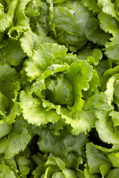 Salada Alface Verde Fresca — Fotografia de Stock