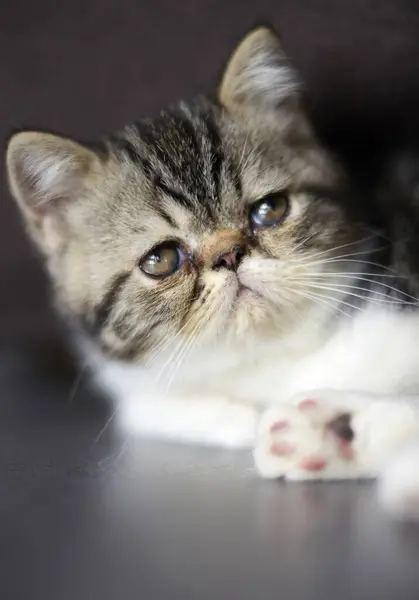 Portrait British Shorthair Cat White Background — Stock Photo, Image