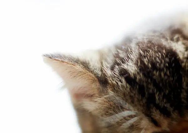 Лицо Кошки Крупным Планом Cat Face — стоковое фото