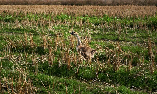 a young deer in the field