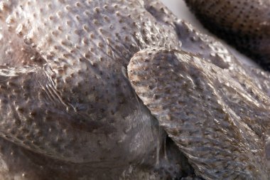 Siyah arkaplandaki tavuğu kapat