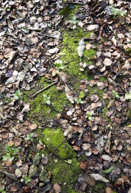 Yere düşen yapraklarla kaplı yeşil yosunlar.