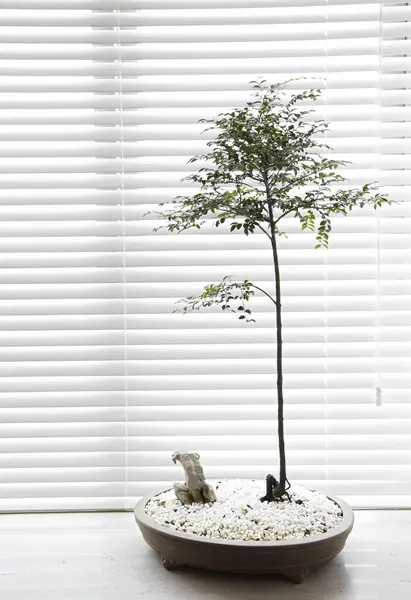 Masanın üzerinde beyaz duvara karşı bir bonsai ağacı.