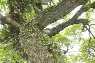 Ormanda ağaç gövdesi, doğa ve bitki örtüsü