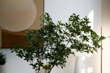 bir bitkiyle modern iç mimari