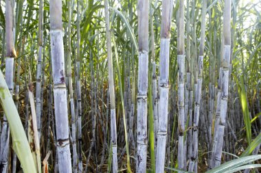cane cane plantation field close up clipart