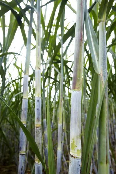 sugarcane field with cane growing in the field,