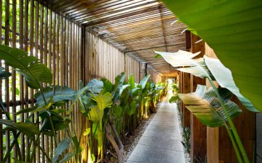 Bahçedeki yeşil tropikal bitkiler