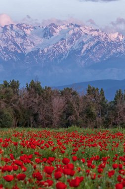 Haşhaş tarlası, karlı dağların arka planına karşı ilkbaharın erken saatlerinde batan güneşin altında bulutlarla birlikte.