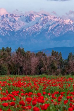 Haşhaş tarlası, karlı dağların arka planına karşı ilkbaharın erken saatlerinde batan güneşin altında bulutlarla birlikte.