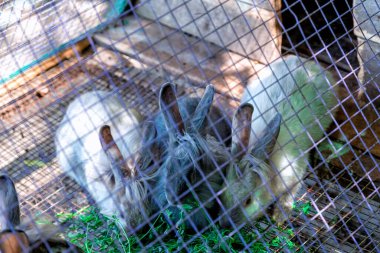 Hayvanat bahçesinde kafesli bir evde birkaç tavşan koşuşturuyor ve hayattan zevk alıyorlar..