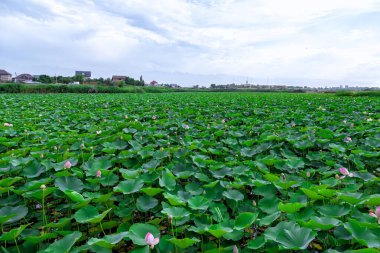 Pervomaiskie göletleri, Almaty, Kazakistan. Yakınlarda büyük bir göl üzerinde kocaman bir Buda Nilüfer çiçeği tarlası. Gökyüzünün arka planında, bulutlarda, ağaçlarda ve yeşil çimenlerde bir sürü tomurcuk var.