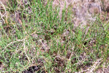 Yeşil ve sarı renkli küçük dalları olan bir çöl bitkisinin dokusu