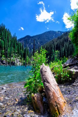 Kaindy Gölü, Almaty, Kazakistan. Eşsiz bir göl. Uzun, kurumuş ağaçlar mavi sulardan süzülür, dağların tepelerine taşar. Ön planda kurumuş günlük kaydı