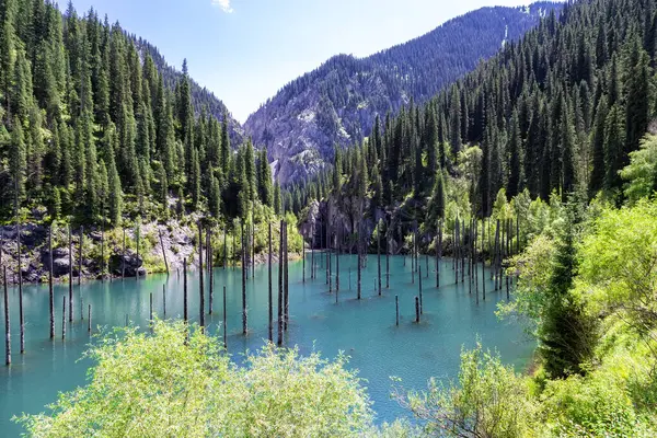 Kaindy Gölü, Almaty, Kazakistan. Eşsiz bir göl. Mavi sulardan süzülen kurumuş ağaçlar, dağların tepelerinden suyla dolup taşar.