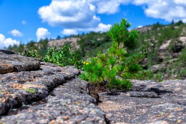 Karkaralinsk, Kazakhstan. A lonely little tree clings to life growing on rocks on a hot summer day under the scorching sun. clipart