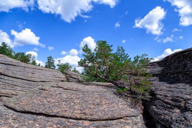 Karkaralinsk, Kazakistan. Kavurucu güneşin altında sıcak bir yaz gününde kayaların üzerinde büyüyen küçük yalnız bir ağaç hayata tutunur..