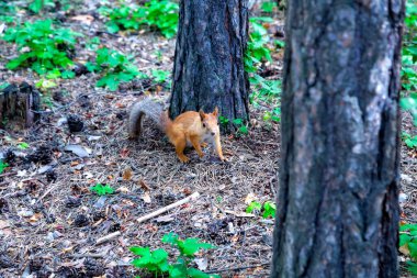 Karkaralinsk, Kazakhstan. A funny squirrel in its natural environment runs among the trees and looks at the camera