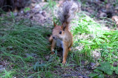 Karkaralinsk, Kazakhstan. A funny squirrel in its natural environment runs among the trees and looks at the camera