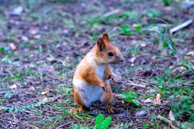 Karkaralinsk, Kazakhstan. A funny squirrel in its natural environment runs among the trees and looks at the camera